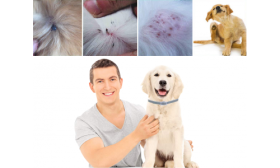 Prírodný obojok pre psov proti blchám a kliešťom Šťastný majiteľ so psom s obojkom, efektívna ochrana pred podráždením kože a zamorením parazitmi.