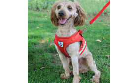 Reflexná vesta s postrojom pre psy s vhodným vodítkom Červený reflexný postroj pre psa s vodítkom, ľahký, z priedušnej látky pre pohodlné a bezpečné nosenie.