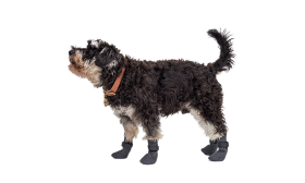 Športové ponožky do topánok pre psy Sada štyroch športových ponožiek pre psa v sivej farbe s protišmykovými podrážkami, ľahké, s ľahko čistiteľným materiálom.