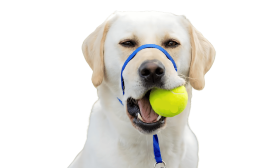 Obojek pro Psy proti Tahání s Polstrovanou Smyčkou na Nos Modrý obojek pro psa bez tahání s nastavitelným černým popruhem a polstrovanou nosní smyčkou, velikost velká.